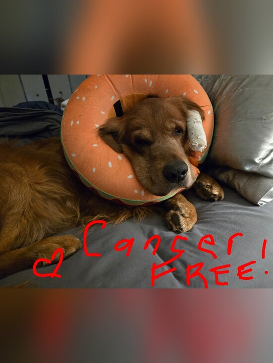 Handbags - BENTLEY IS CANCER FREE!!! LETS CELEBRATE!!! ACCEPTING ALL REASONABLE OFFERS!!!